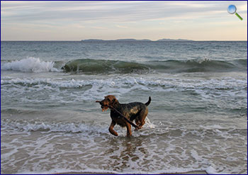 Hunde am Strand der Blauen Wiek