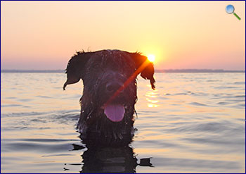 Für Hunde ist die Blaue Wiek bestens geeignet