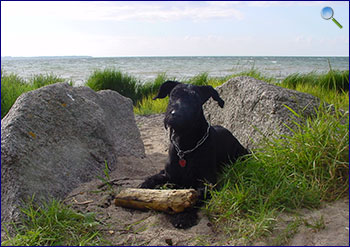 Hund am Strand